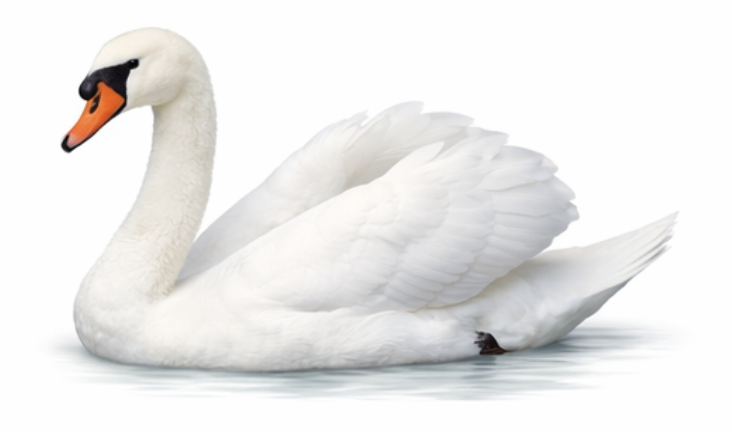 Swan
