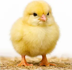Chick
